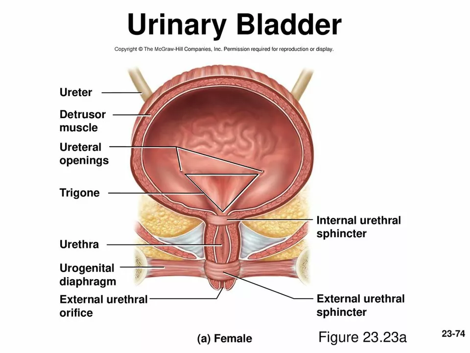 The Connection Between Bladder Prolapse and Difficulty Urinating